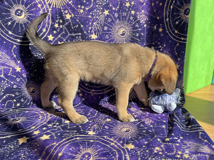 chinook puppy